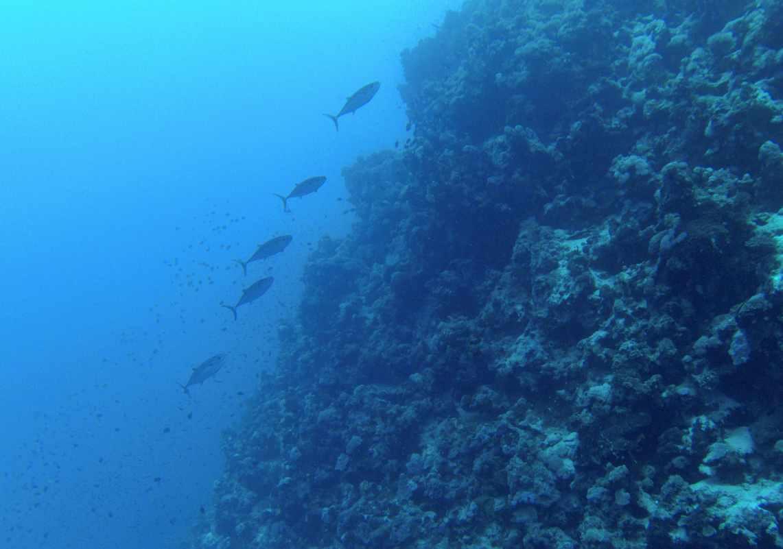 逆水寒